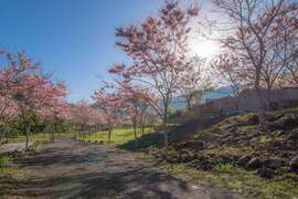 图3：宝来花赏温泉公园粉红花旗木正值盛开
