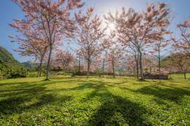 图5：宝来花赏温泉公园粉红花旗木正值盛开