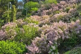 圖9：竹林休閒農業園區麝香木盛開，淡紫色花朵帶有獨特香氣
