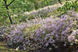 圖8：竹林休閒農業園區麝香木盛開，淡紫色花朵帶有獨特香氣
