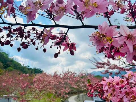 圖4：寶來花賞溫泉公園粉紅花旗木正值盛開