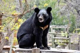图2.112年突破百万旅客造访的新寿山动物园，动物明星黑熊波比