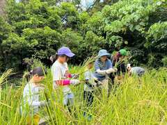 图10：高雄市野鸟协会举办水稻收割体验活动照片