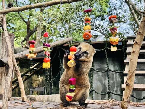 图四 长鼻浣熊品尝多元食材制成的蔬果串