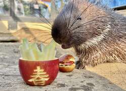 图1 冠豪猪享用特制苹果汉堡及薯条