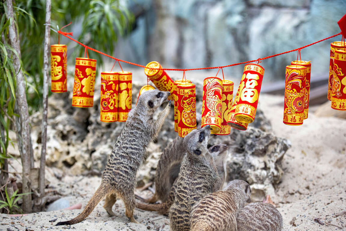 图3 狐獴玩鞭炮寻找面包虫