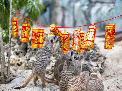 图3 狐獴玩鞭炮寻找面包虫