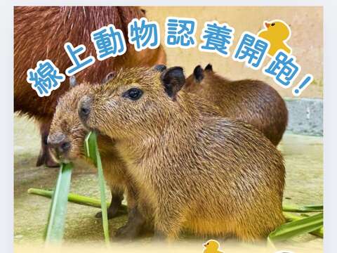 图1 线上动物认养单笔满3000元，前300名加赠限量好礼