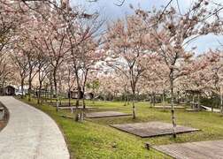图十：三四月是宝来花旗木绽放的季节
