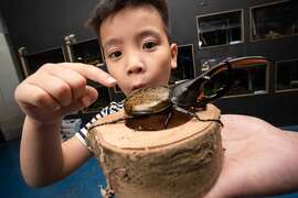 图2 寿山动物园与台湾昆虫馆合作推出昆虫展(台湾昆虫馆提供)