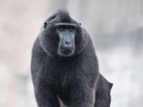 黑冠獼猴