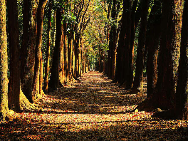 신웨 삼림공원
