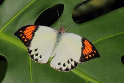 Vườn bướm hồ Kim Sư