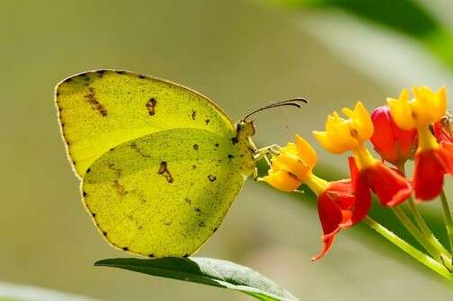 Vườn bướm hồ Kim Sư
