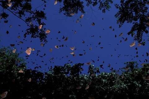 每年冬天會有一群紫斑蝶到茂林山谷形成獨特景觀(茂林區公所提供)