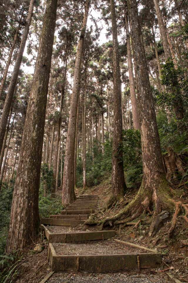 藤枝国家森林游乐区林区步道