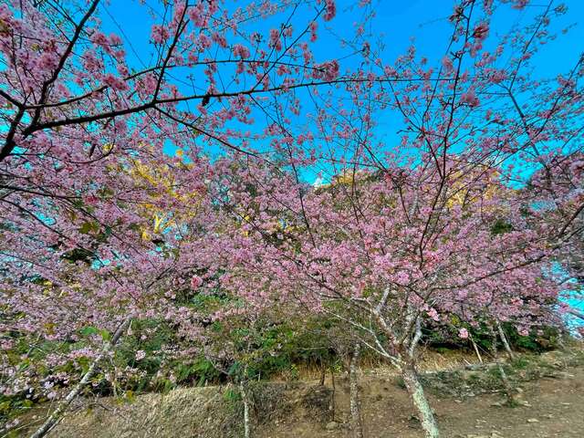 寶山櫻花