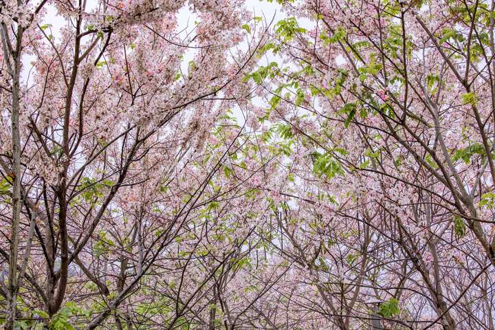 宝来花赏温泉公园游走在樱花树下
