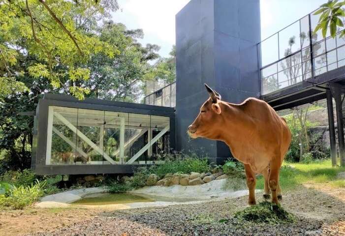 台湾黄牛「乐乐」回望观察廊