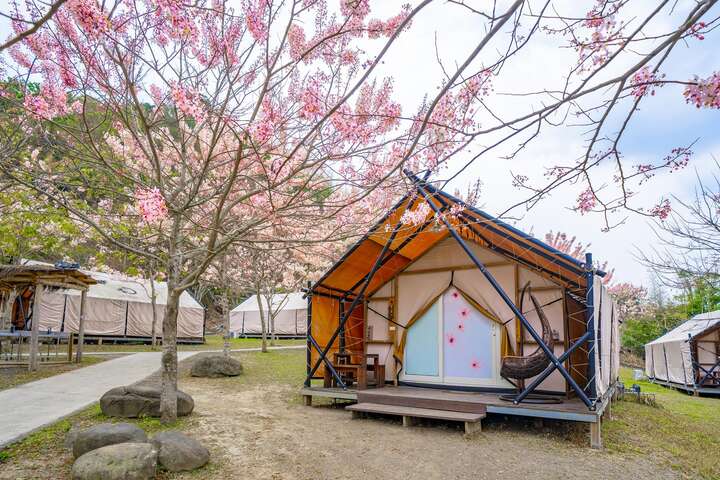 粉紅花旗木樹下的露營區