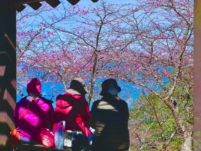 8.桃源宝山樱花（若需使用请注明高雄市桃源区宝山社区发展协会）