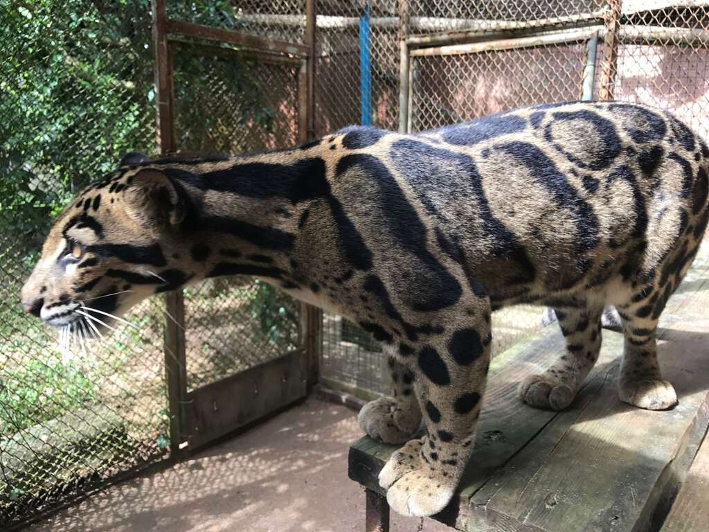 綠山動物園內有全球最大的雲豹繁育中心，已繁殖出上百隻雲豹