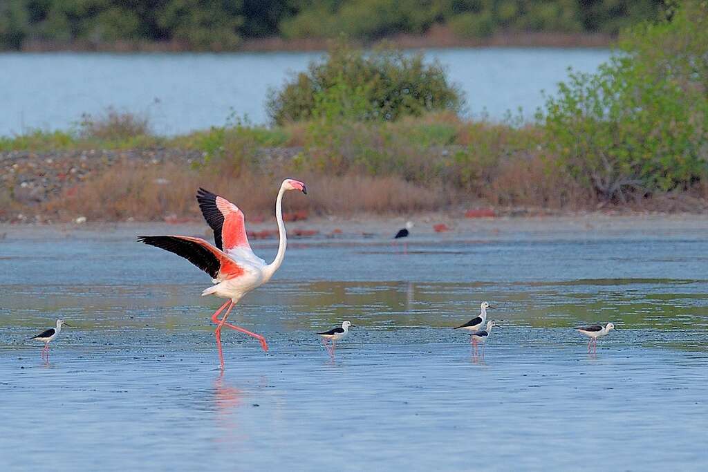 湿地中与高翘鴴共舞的大红鹤