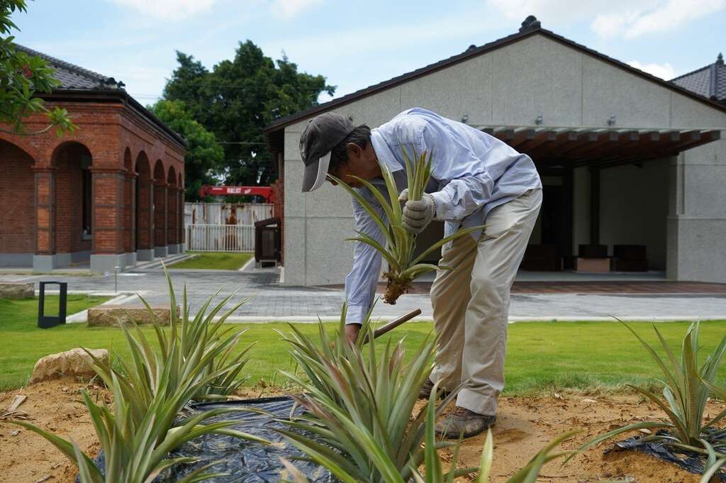 台湾凤梨工场区种了14种不同品种的凤梨。