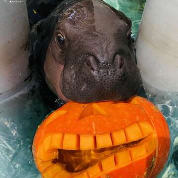 Shoushan Zoo celebrates baby pygmy hippopotamus’ birthday