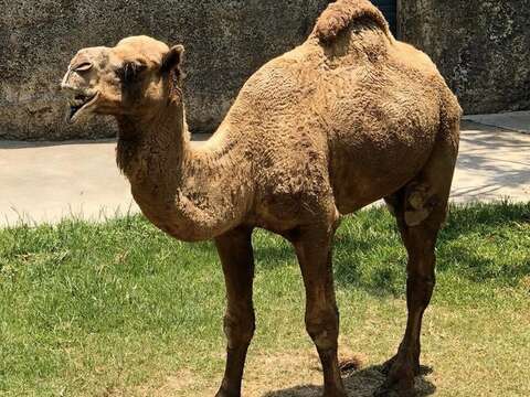 Shoushan Zoo features Camels in November