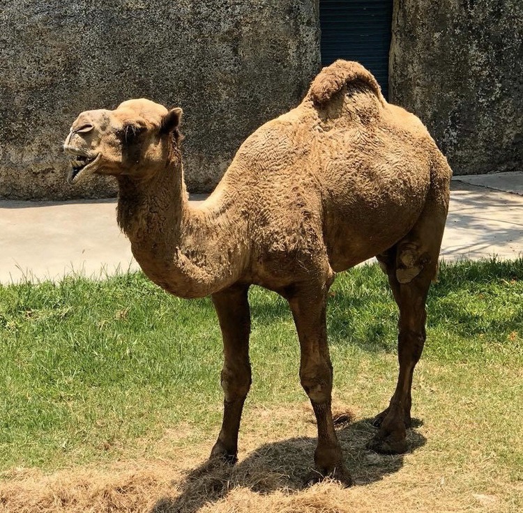 Shoushan Zoo features Camels in November | Kaohsiung Travel website
