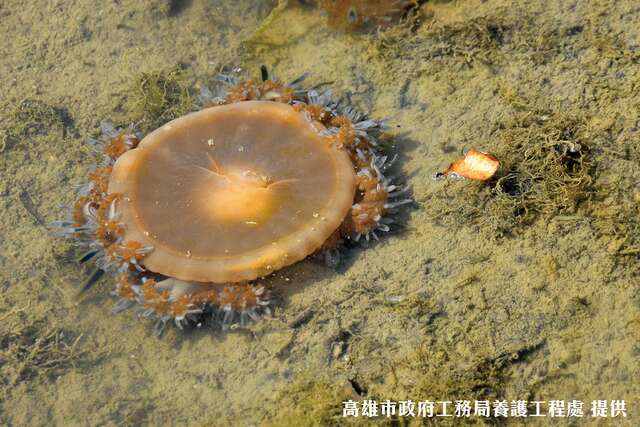 倒立水母浮游