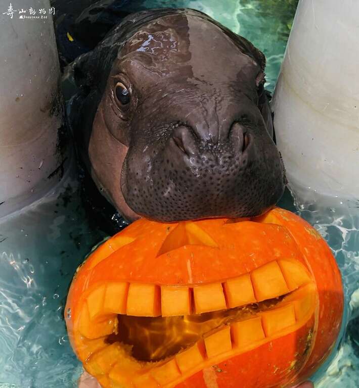 Shoushan Zoo celebrates baby pygmy hippopotamus’ birthday