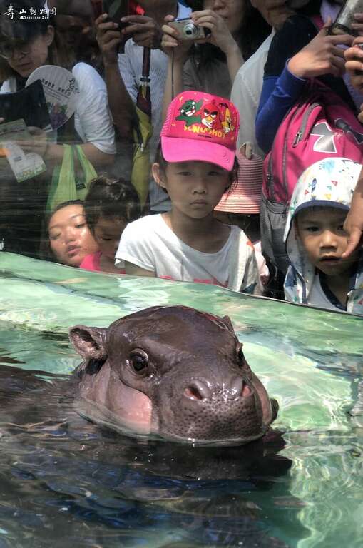 sent the baby pygmy hippo out to greet them. 