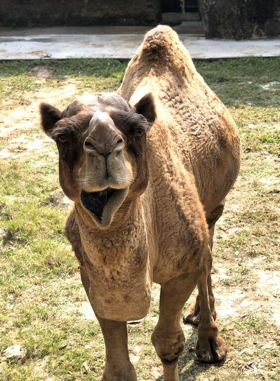Shoushan Zoo just held an activity entitled “Camels’ Daily Life” on November 17