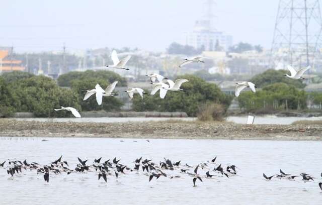 永安湿地赏丰富鸟生态