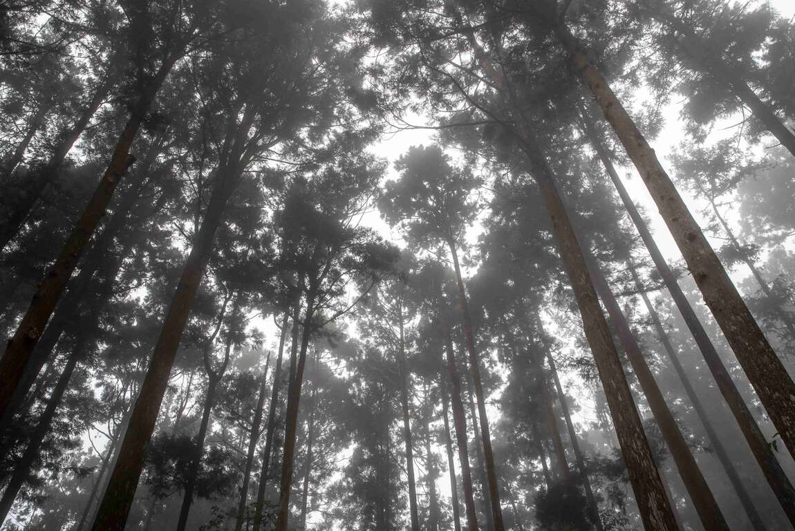 藤枝国家森林游乐区园区海拔在海拔1550至1804公尺处，造林树种丰富。