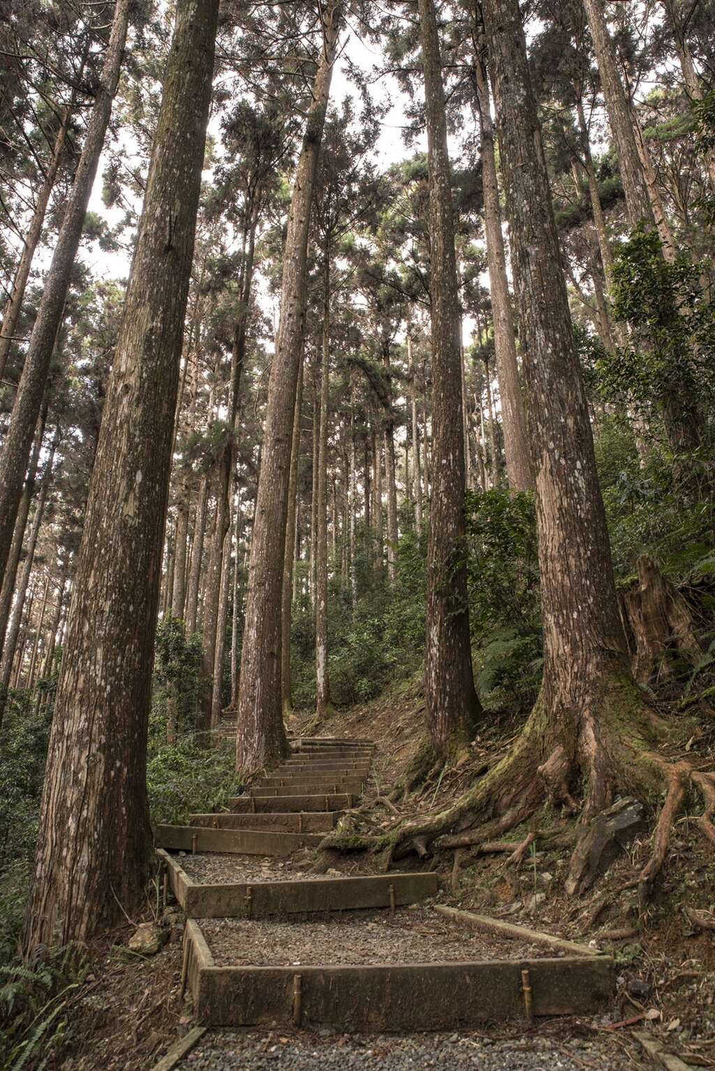 藤枝國家森林遊樂區，風景優美素有南臺灣「小溪頭」之稱