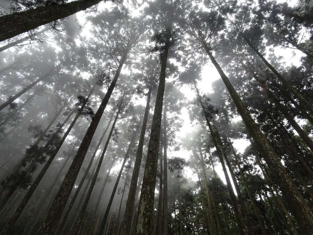 藤枝雲霧繚繞的森林