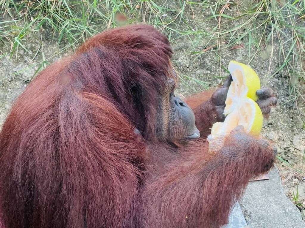 红毛猩猩动手吃柚子