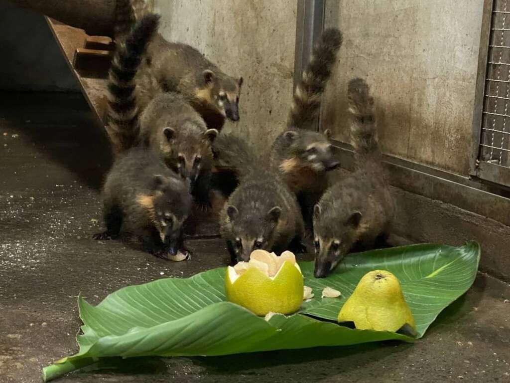 长鼻浣熊家族抢吃柚子大餐