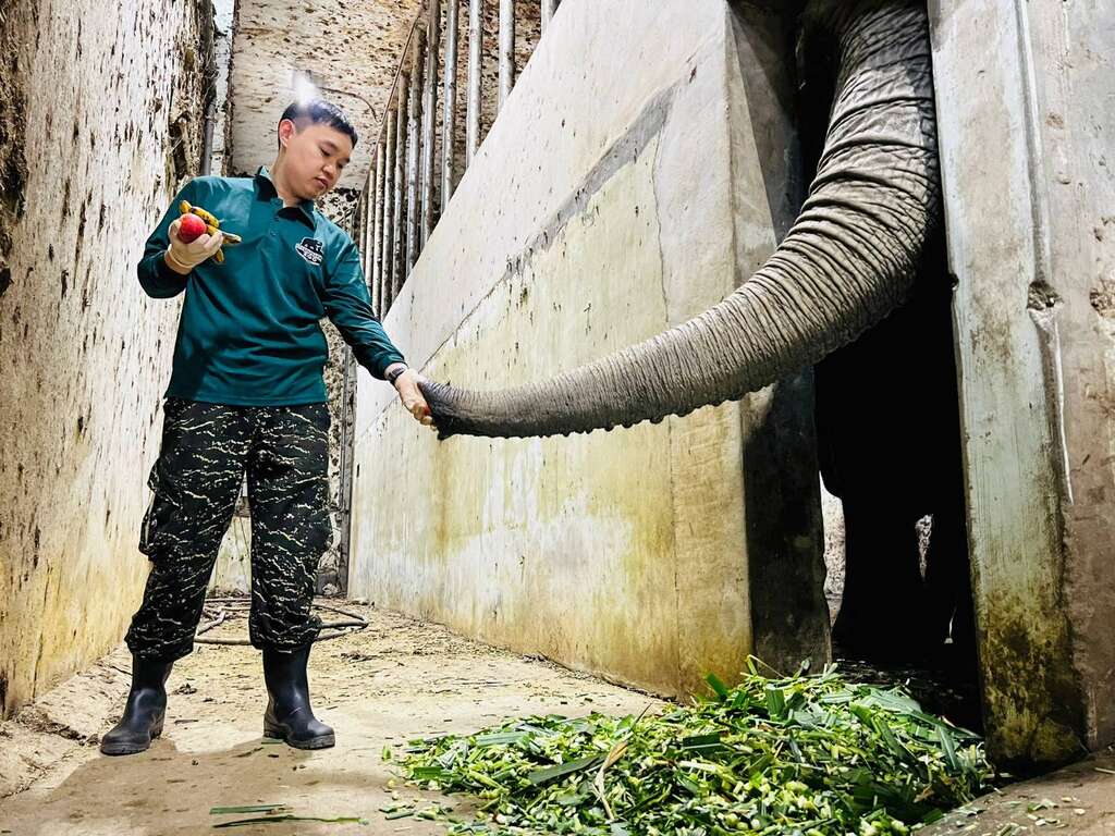 高雄市壽山動物園近日增添保育員生力軍，籃姓保育員正學習照顧非洲象阿里。