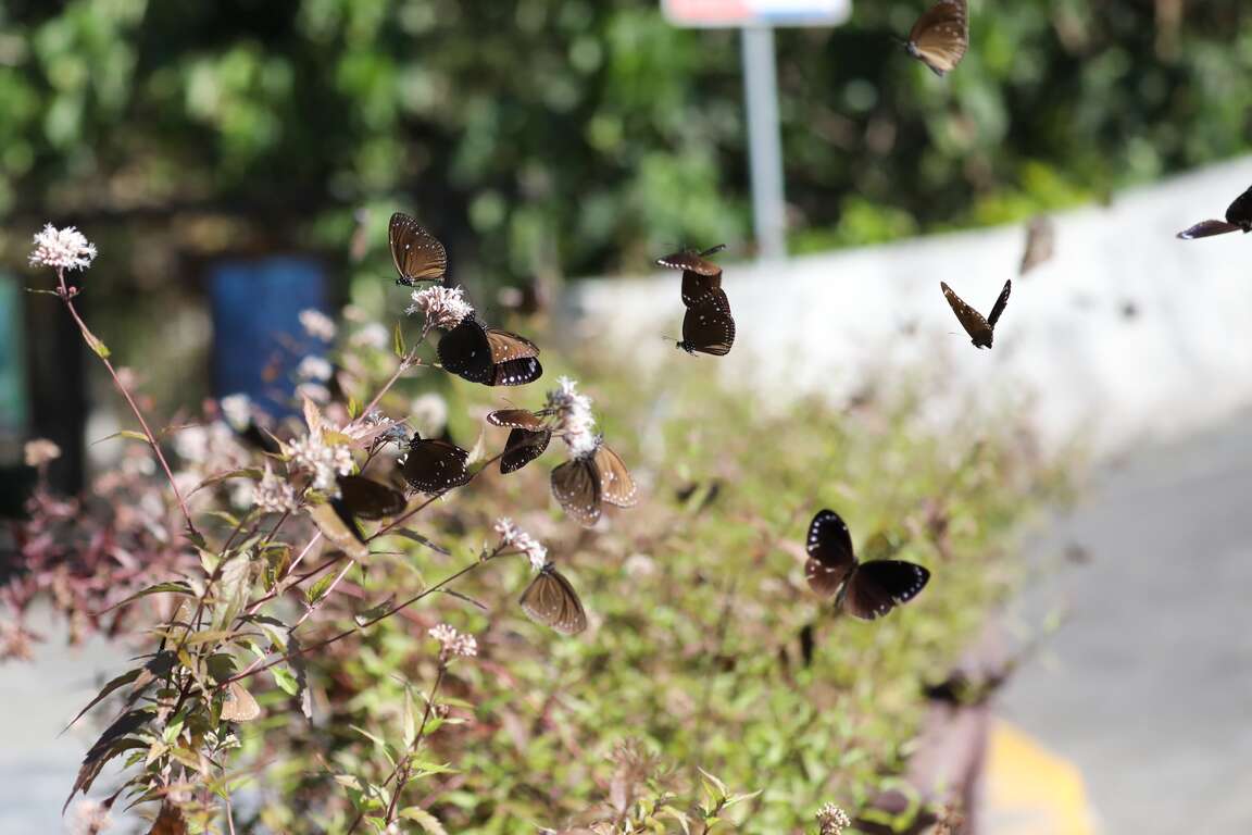 茂林紫斑蝶季每年皆吸引許多遊客到訪