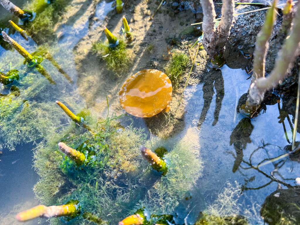 濕地公園水母