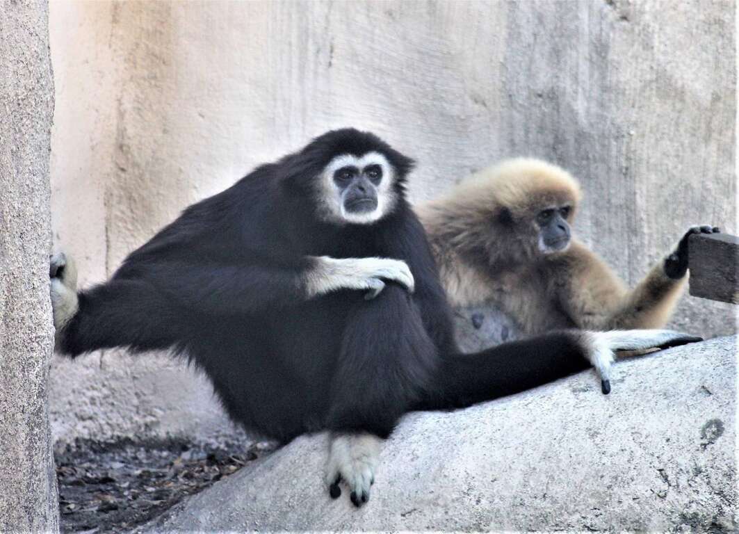 白手長臂猿Yoyo(左)和貝貝有忘年情誼