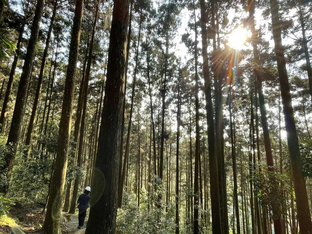 藤枝國家森林遊樂區正等待旅人放慢腳步沐浴森濤之內