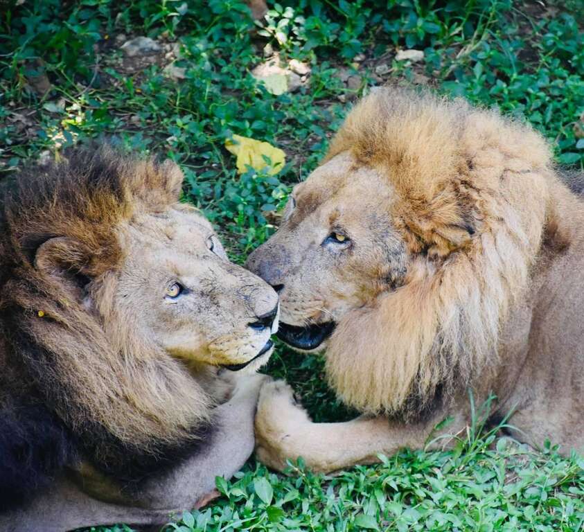 非洲狮大哥(右)及二哥(左)感情深厚