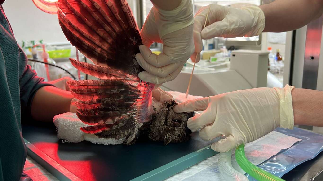 领角鴞持续进行复健