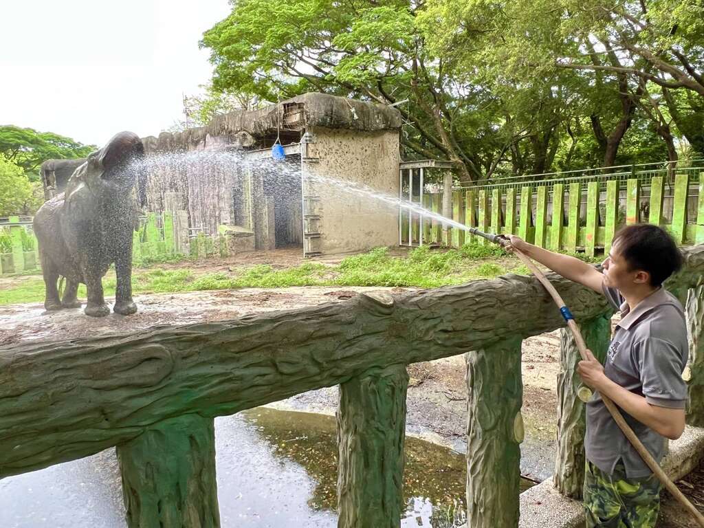 保育员林裕强也会帮非洲象阿里冲澡，阿里还趁冲澡机会喝水