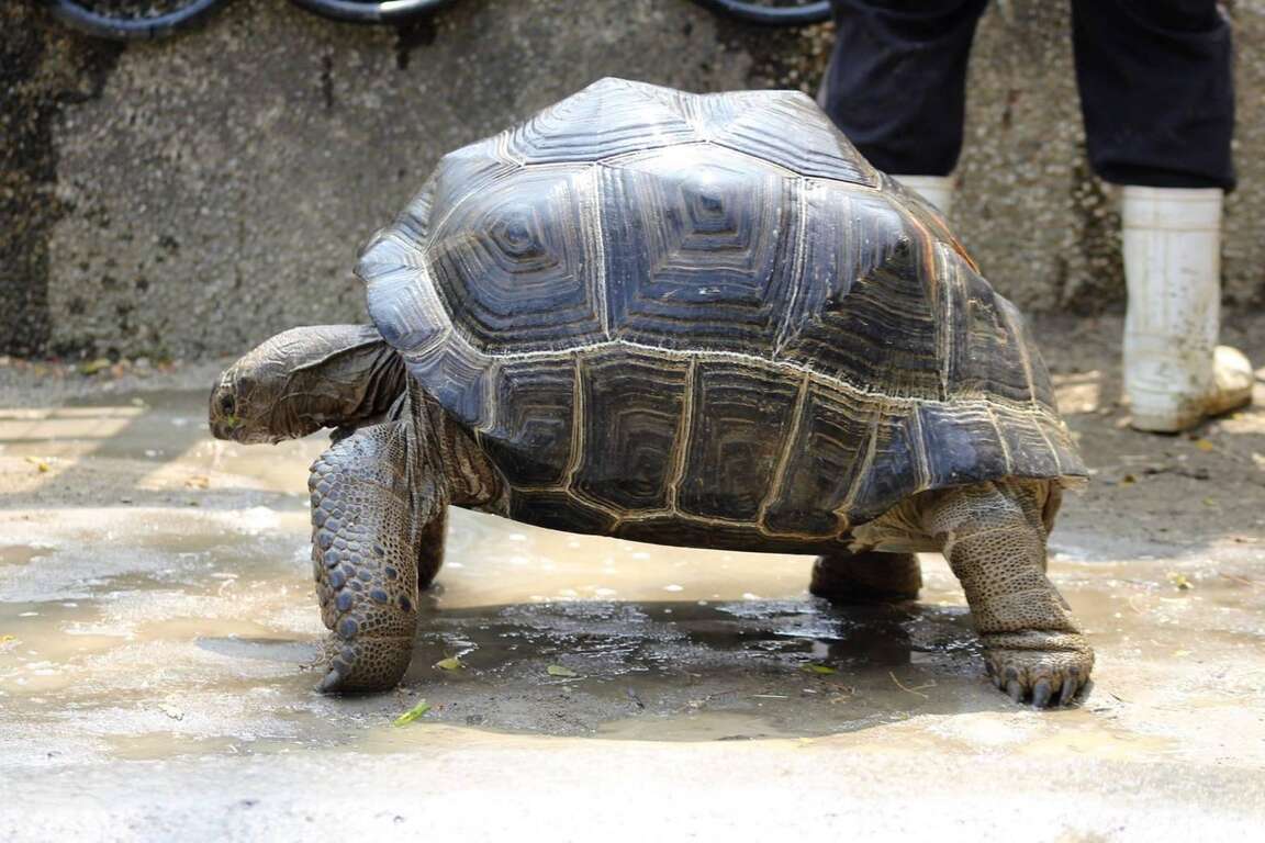 亚伯拉象龟有强力的腿可以支持沉重的壳和身体